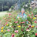 봉평메밀밭 이미지