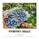 나주농장 | 나주 루루블루베리 체험농장 다녀온 후기