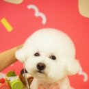 귀욤하개 네이버블로그