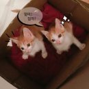 도그하우스 이미지