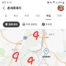 춘세흑돼지