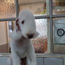 하트애견미용실 이미지