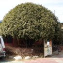 광양불고기 금목서 이미지