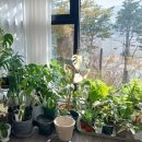 광주역5로L | 경기광주역 이편한세상 앞 감성 가득 꽃가게 '코지플라워스튜디오'