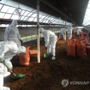 보은메추리농장 이미지