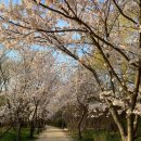 온가족이 즐기는 벚꽃 나들이... 인천 벚꽃 명소 10경 이미지