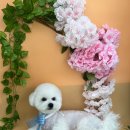 동글동글 애견미용실 이미지