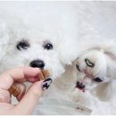 벨라쿠치나 | 강아지간식 추천 9가지기능성원료 촉촉 말랑한 펠라쿠치나 가수분해간식