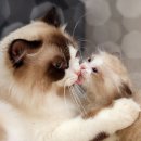 허갈닭강정 이미지