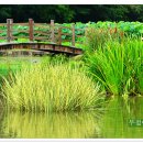 연꽃단지 이미지