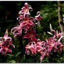 야생화펜션 이미지