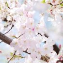 화개햇살민박 이미지