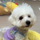 그리다 펫살롱 이미지