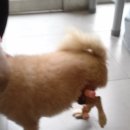 웰니스 동물병원 이미지