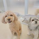 김구백이 이미지