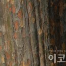 나무62