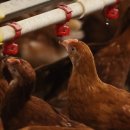 양계장닭한마리 이미지