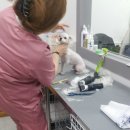 수 애견미용 이미지