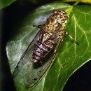 6.11 곤충강 _ 노린재목 (영어이름 Bugs) 이미지