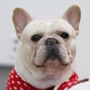 단디프렌치 이미지