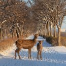사슴공인중개사사무소 이미지