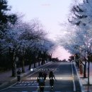 대구 벚꽃 명소 가볼만한 곳 BEST 6 주말 벚꽃 여행 코스 추천