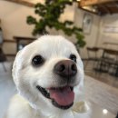 중랑구사회적경제지원센터 | [중랑구 반려동물복지] 2025 중랑 반려문화 교실