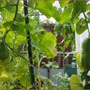 가마니골 이미지