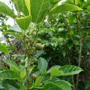 강정동-16 이미지