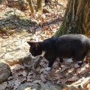 쌍송배기 단풍나무길 | &lt;도봉산&gt; 신선대 등산코스 최단루트 소요시간 / 11월 셋째 주. 단풍이 남아있을까요? ㅡ네니요