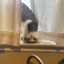 마음든 동물병원 이미지