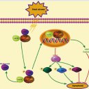 Re:고주파온열암(42도) - NF-kB활성 암세포 사멸촉진 : 2015년 네이처 논문 이미지