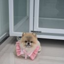 펫밀리# | 강아지 미용의 핫플레이스! 펫밀리가든 후기