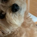 프릿토핏 이미지