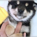 펫365 강아지분양 고양이분양 전주본점 | 펫365 강아지분양, 고양이분양으로 나만의 귀여운 친구를 찾아볼까요?