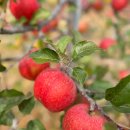 오시롬 농장 이미지