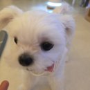 덴탈스토리 | 우리 라라 덴탈간식 찾다가 골라본 덴탈 쥬시츄, 솔직한 후기