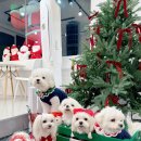 노라도라 | 노라도라 포천애견카페🐶크리스마스에 울집 애기들이랑 n번째 방문 후기 🎅🐾