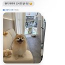 탑 애견 | 망미애견미용 댕스탑 포메라니안 목욕 후기