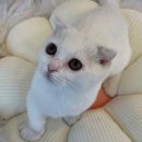 도그마루 강아지 고양이 울산점 | 믿을 수 있고 건강한 반려동물 입양이 가능한 울산 강아지분양 도그마루 강아지 고양이 울산점