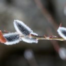 버들목장 이미지