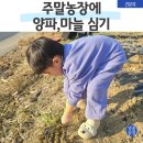 왕성농장 | 양파모종·마늘심기｜주말농장에 심는 시기부터 키우는 팁 총정리