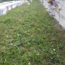 아빠 벌꿀 농장 이미지