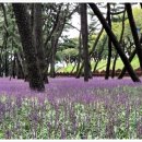 삼문송림길 이미지