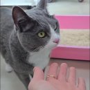 미묘 이미지