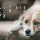 지원로 | Tapo C220 2K QHD 회전형 스마트 홈 WiFi 카메라 리뷰