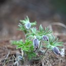 할미꽃 Pulsatilla koreana (Y.Yabe ex Nakai) Nakai ex T.Mori 이미지