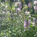 시영아파트 이미지