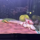 오션 아레나 이미지