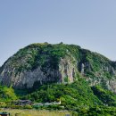 제주 산방산 암벽식물지대 이미지